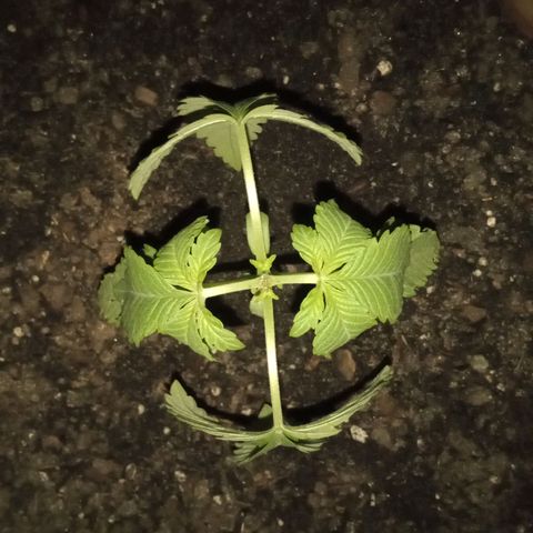 HeadCrusher growlog photo: Freshly Topped 