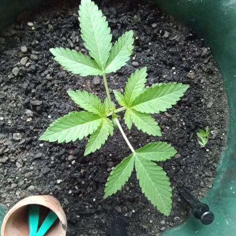 HeadCrusher growlog photo: Topped plant last night. All new to me. Learning as I go with the help of Google. 