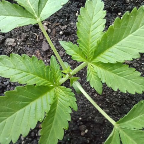 HeadCrusher growlog photo: Topped plant last night. All new to me. Learning as I go with the help of Google. 