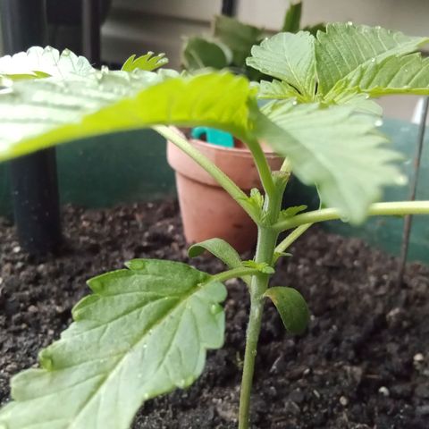HeadCrusher growlog photo: Topped plant last night. All new to me. Learning as I go with the help of Google. 