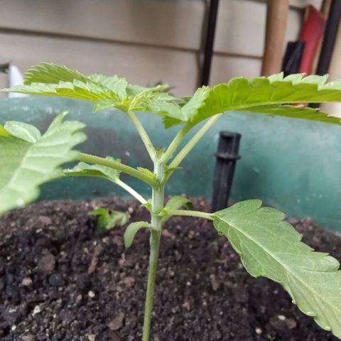 HeadCrusher growlog photo: Topped plant last night. All new to me. Learning as I go with the help of Google. 