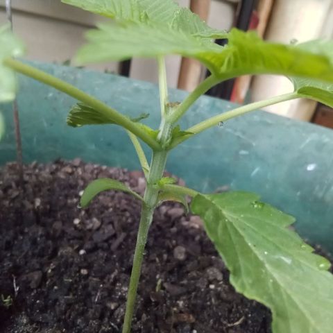 HeadCrusher growlog photo: Topped plant last night. All new to me. Learning as I go with the help of Google. 