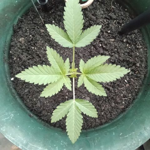 HeadCrusher growlog photo: Built a little light box to keep 18-20hrs of light. 