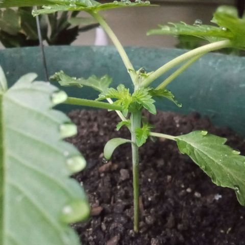 HeadCrusher growlog photo: Soil not completely dry. Little water