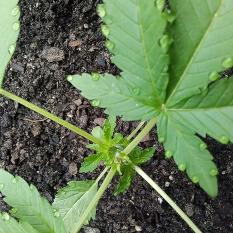 HeadCrusher growlog photo: Soil not completely dry. Little water