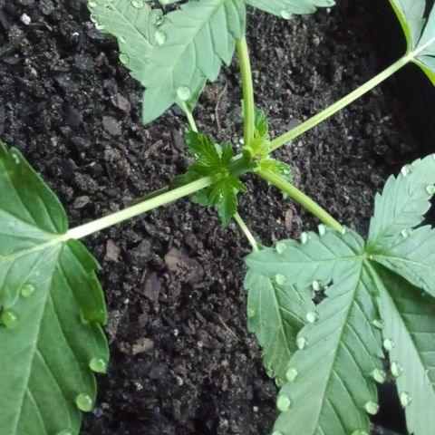 HeadCrusher growlog photo: Water looks cool in drops just on the tips of leaves.... 