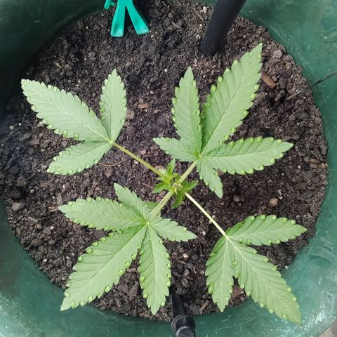 HeadCrusher growlog photo: Water looks cool in drops just on the tips of leaves.... 