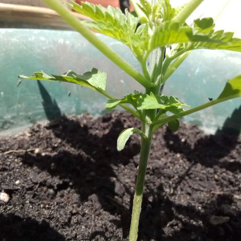 HeadCrusher growlog photo: Not much sign of new growth after topping a few days ago