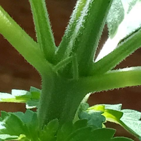 HeadCrusher growlog photo: Not much sign of new growth after topping a few days ago