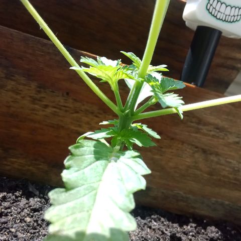 HeadCrusher growlog photo: Not much sign of new growth after topping a few days ago