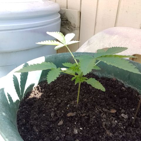 HeadCrusher growlog photo: No water yet today. Or nutrients