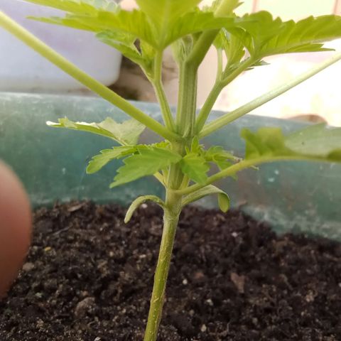 HeadCrusher growlog photo: No water yet today. Or nutrients