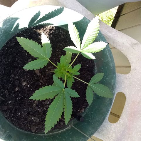 HeadCrusher growlog photo: No water yet today. Or nutrients