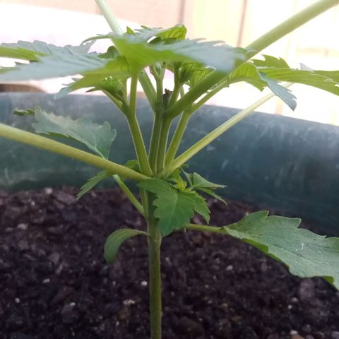 HeadCrusher growlog timeline photo