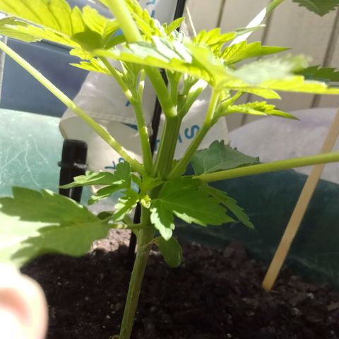 HeadCrusher growlog timeline photo