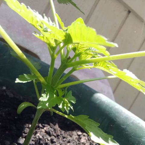 HeadCrusher growlog timeline photo