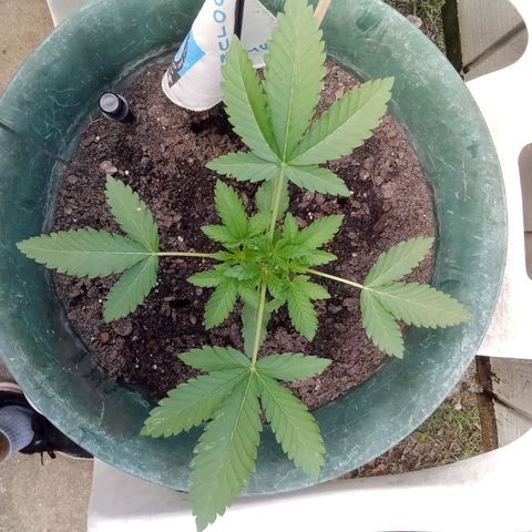 HeadCrusher growlog timeline photo