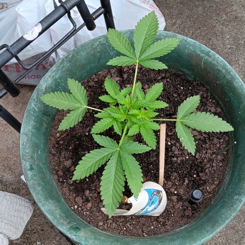 HeadCrusher growlog photo: New phone. Much better camera