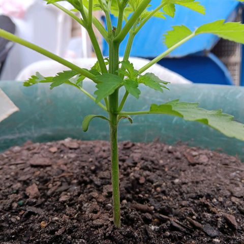 HeadCrusher growlog photo: New phone. Much better camera
