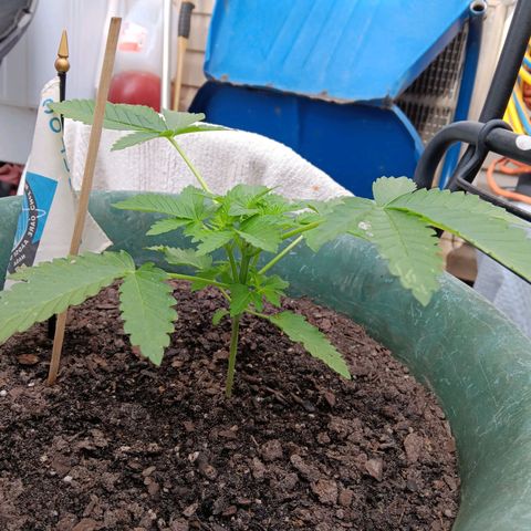 HeadCrusher growlog photo: New phone. Much better camera