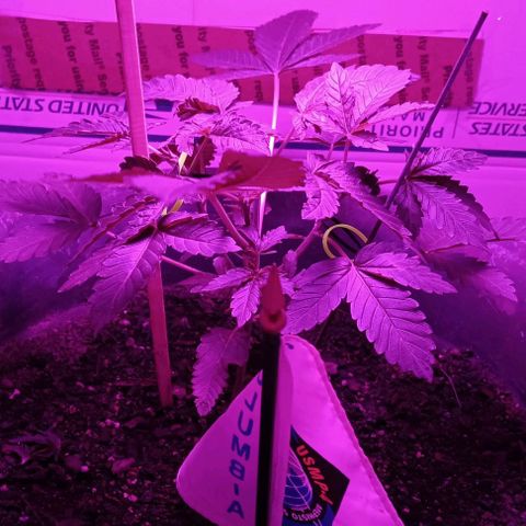 HeadCrusher growlog timeline photo