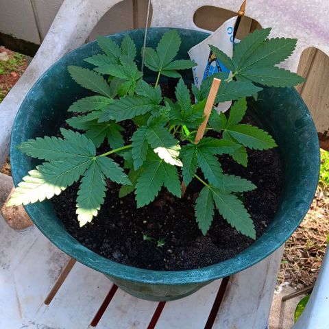 HeadCrusher growlog timeline photo