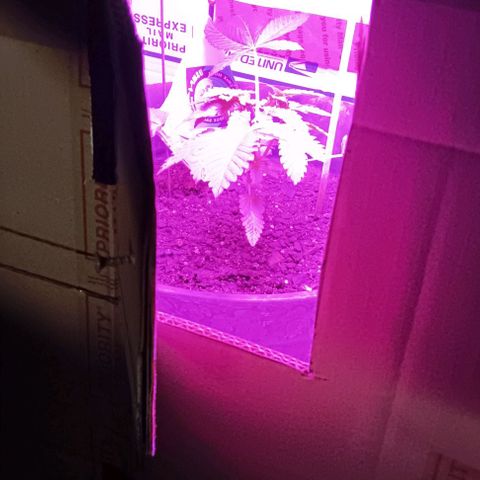 HeadCrusher growlog timeline photo