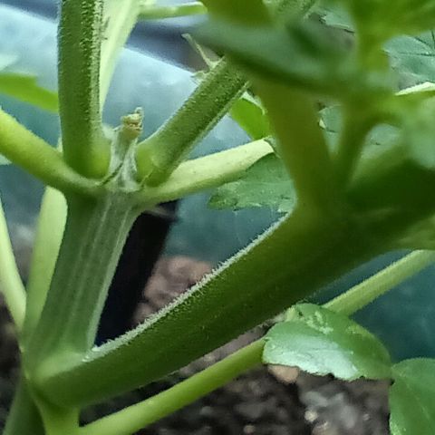 HeadCrusher growlog photo: Indoor & Outdoor