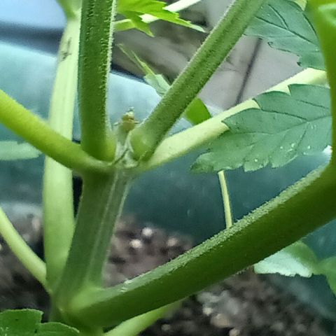 HeadCrusher growlog photo: Indoor & Outdoor