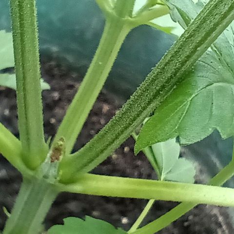 HeadCrusher growlog photo: Indoor & Outdoor