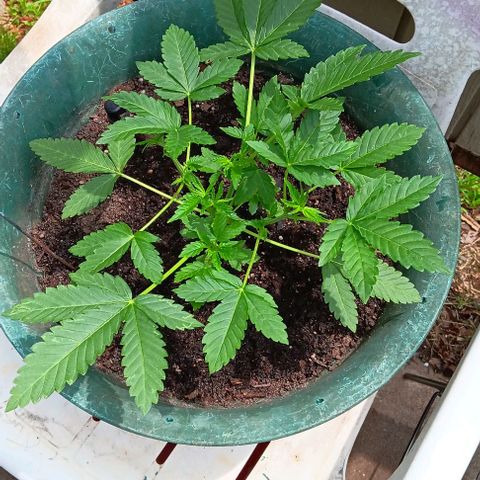 HeadCrusher growlog timeline photo