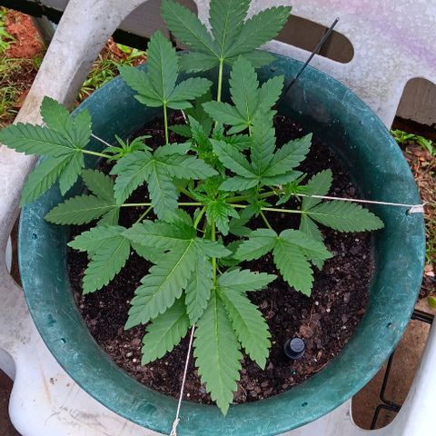 HeadCrusher growlog timeline photo