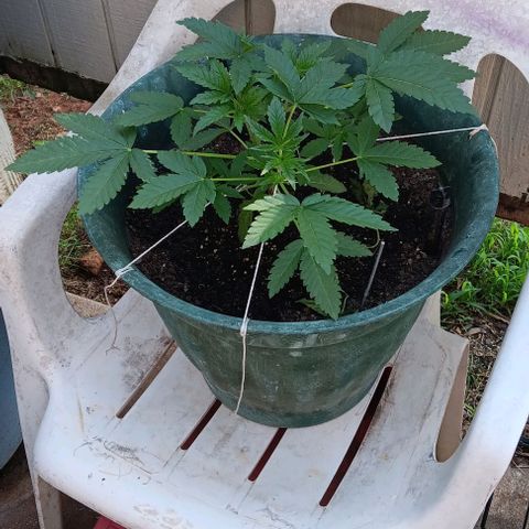 HeadCrusher growlog photo: I'm new to all of this so I'm learning as I go. Pruning and training are producing some interesting bends. 🤔 