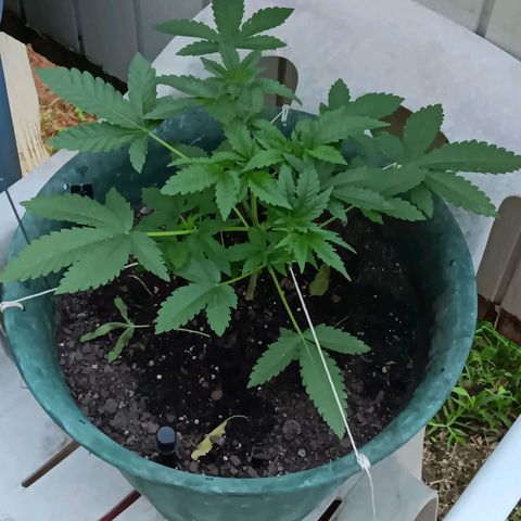HeadCrusher growlog timeline photo