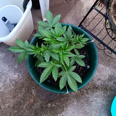 HeadCrusher growlog photo: Seeing people with plants that are barely out of germination saying they are already vegetative. And some plants smaller than mine already flowering they say. I call foul!
