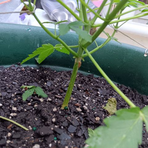HeadCrusher growlog photo: Seeing people with plants that are barely out of germination saying they are already vegetative. And some plants smaller than mine already flowering they say. I call foul!