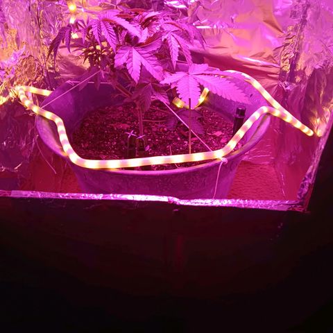 HeadCrusher growlog photo: Experimenting with a rope light. Problem with it is heat. More trouble than it's worth