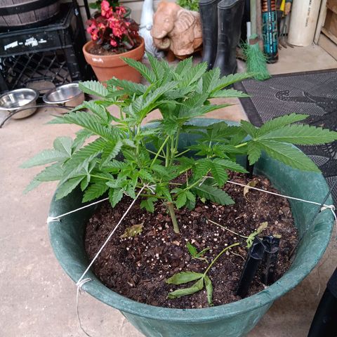 HeadCrusher growlog photo: Experimenting with a rope light. Problem with it is heat. More trouble than it's worth
