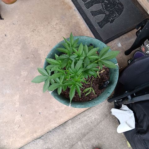 HeadCrusher growlog photo: Experimenting with a rope light. Problem with it is heat. More trouble than it's worth