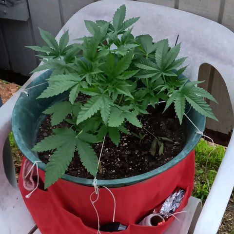 HeadCrusher growlog timeline photo