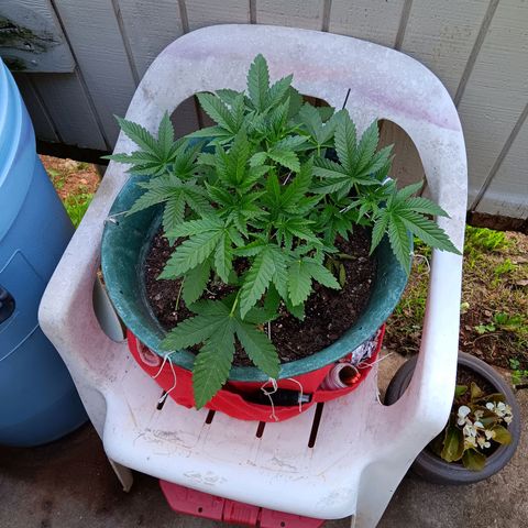 HeadCrusher growlog timeline photo