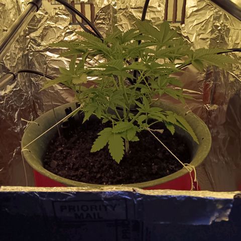 HeadCrusher growlog photo: Home-made grow box. Actually made the box out of 4 other boxes. McGyver'd the hell outta that bad boy 
