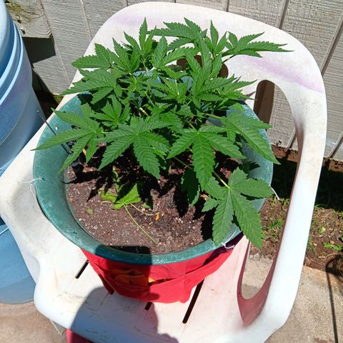 HeadCrusher growlog photo: Before the trim