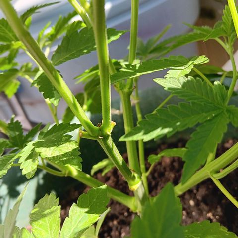 HeadCrusher growlog photo: I don't have the experience to read these signs with any confidence. Any input would be appreciated. A few pics in here suggest to me female. Looks white and wispy to me... Of course it could be the sun messing with me. 