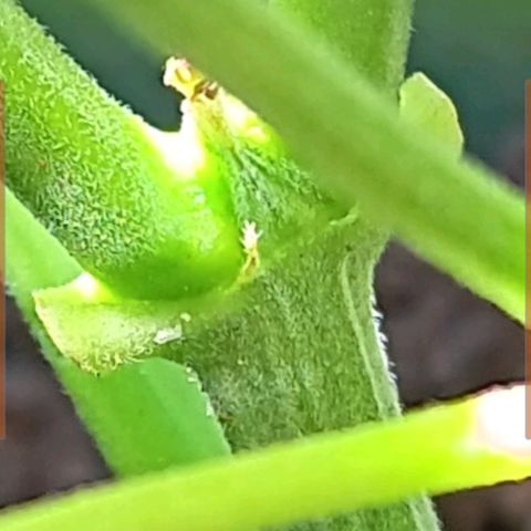 HeadCrusher growlog photo: I don't have the experience to read these signs with any confidence. Any input would be appreciated. A few pics in here suggest to me female. Looks white and wispy to me... Of course it could be the sun messing with me. 