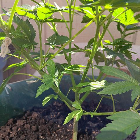 HeadCrusher growlog photo: I don't have the experience to read these signs with any confidence. Any input would be appreciated. A few pics in here suggest to me female. Looks white and wispy to me... Of course it could be the sun messing with me. 
