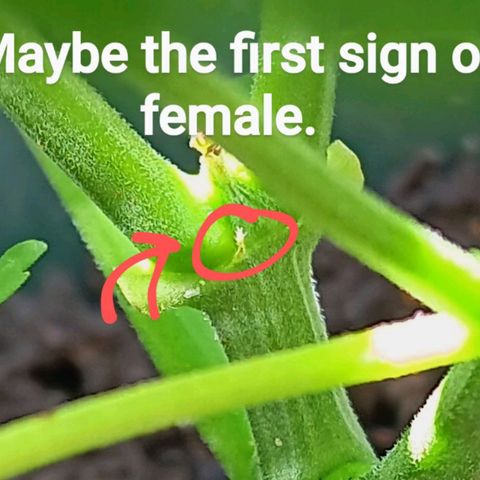 HeadCrusher growlog photo: I don't have the experience to read these signs with any confidence. Any input would be appreciated. A few pics in here suggest to me female. Looks white and wispy to me... Of course it could be the sun messing with me. 