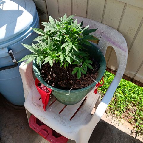 HeadCrusher growlog photo: I don't have the experience to read these signs with any confidence. Any input would be appreciated. A few pics in here suggest to me female. Looks white and wispy to me... Of course it could be the sun messing with me. 