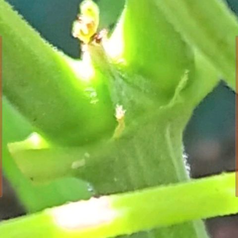 HeadCrusher growlog photo: I don't have the experience to read these signs with any confidence. Any input would be appreciated. A few pics in here suggest to me female. Looks white and wispy to me... Of course it could be the sun messing with me. 