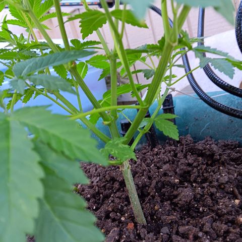 HeadCrusher growlog photo: New grow light. Easier to leave it on